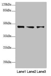RNF34 Antibody