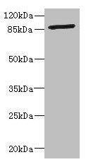 GFM2 Antibody