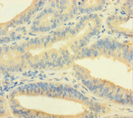 EME1 Antibody