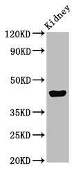 EAF2 Antibody