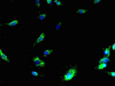 MS4A3 Antibody