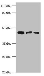 CALR3 Antibody