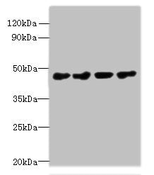 PRMT6 Antibody