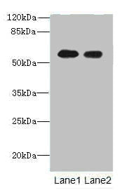 TEKT5 Antibody