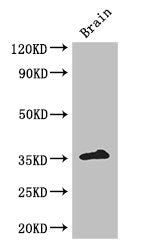 ZFP42 Antibody