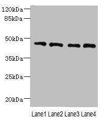 NOL4L Antibody