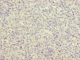 LRRC3B Antibody