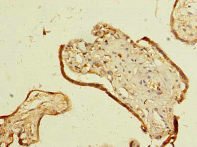 SMIM14 Antibody