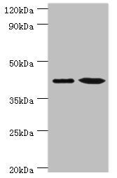 ERGIC2 Antibody