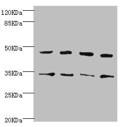 CYTH2 Antibody