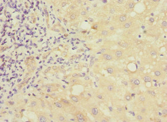 MMP19 Antibody