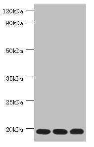 TXN2 Antibody