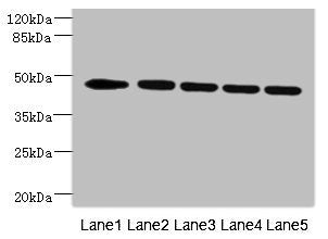 VRK1 Antibody