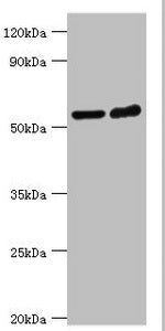 MAPKAP1 Antibody