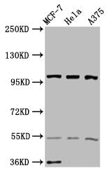 EIF3C Antibody