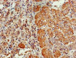 CDC6 Antibody