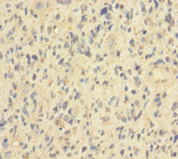 HIST1H2BN Antibody