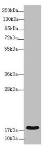 RNF5 Antibody