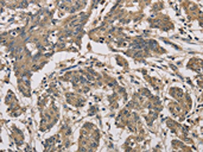 CYCS Antibody