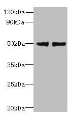 FAM118B Antibody