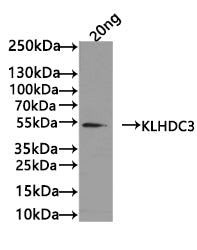 KLHDC3 Antibody