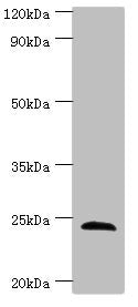 SOST Antibody