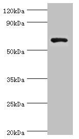 GAD1 Antibody