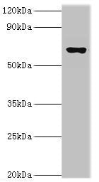 GAD1 Antibody
