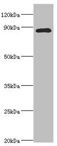 CDC5L Antibody