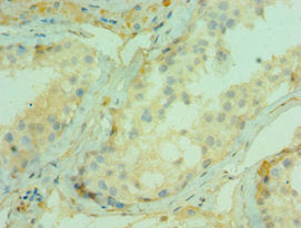 CDC5L Antibody