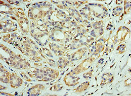 DNAJC2 Antibody