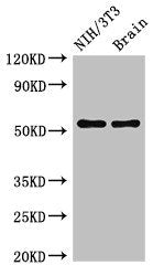OLFM1 Antibody