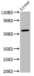 ARID3A Antibody