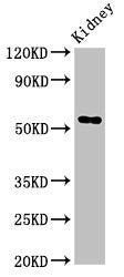 Fuca1 Antibody