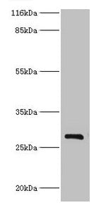 HSD17B14 Antibody