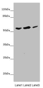 KCNS3 Antibody