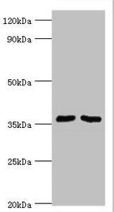 WDR77 Antibody