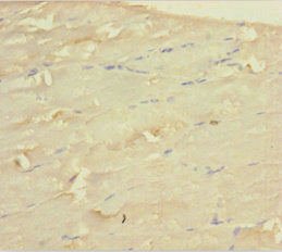 WDR77 Antibody