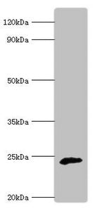 COQ7 Antibody