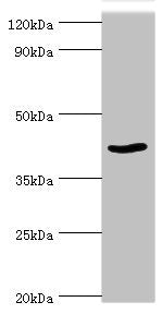 PRMT1 Antibody