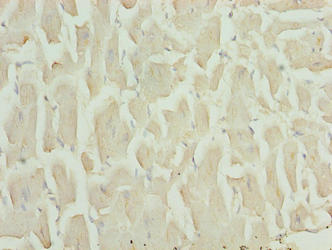 HOPX Antibody