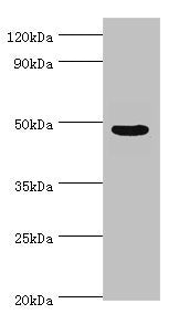 ECSIT Antibody