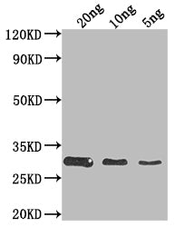 HSH49 Antibody