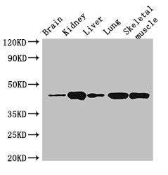 P2RX4 Antibody