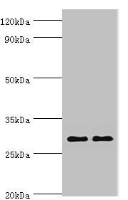 SPIN2B Antibody
