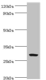 SPIN2B Antibody