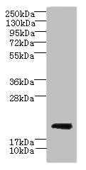 CYBC1 Antibody