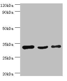 PHB2 Antibody