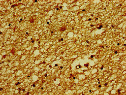 SLC30A3 Antibody