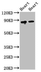 ACO2 Antibody